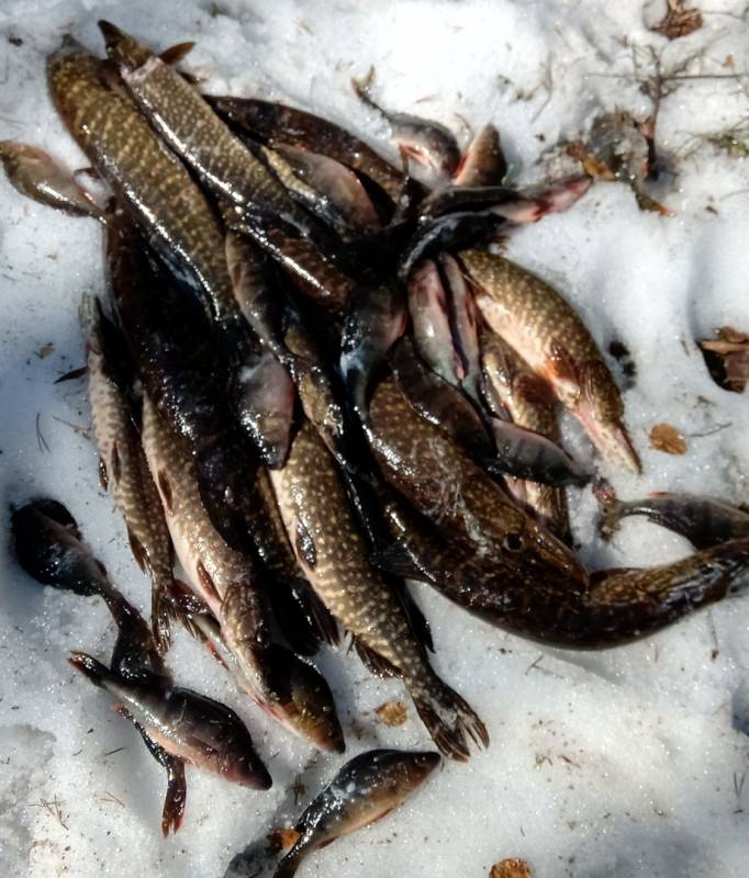 Фотоотчет по рыбе: Щука, Окунь. Место рыбалки: Мурманская область
