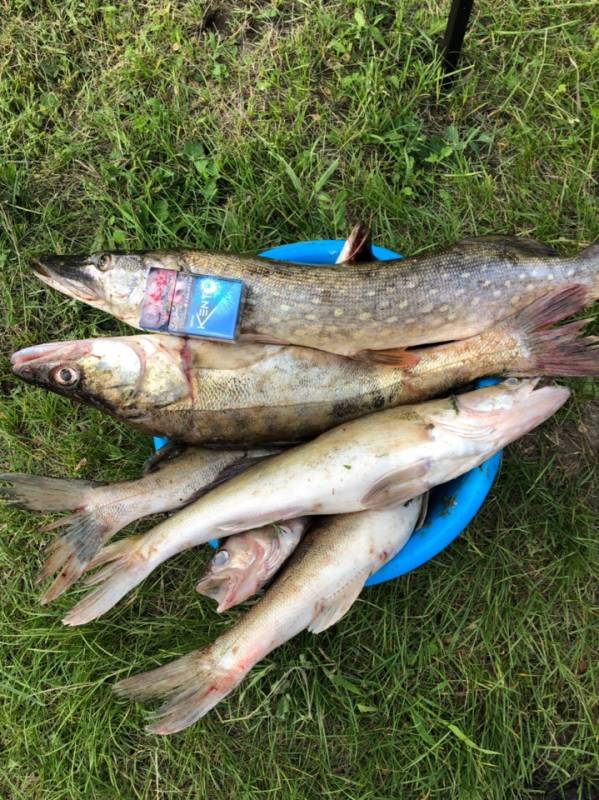 Фотоотчет по рыбе: Щука, Судак. Место рыбалки: Республика Татарстан