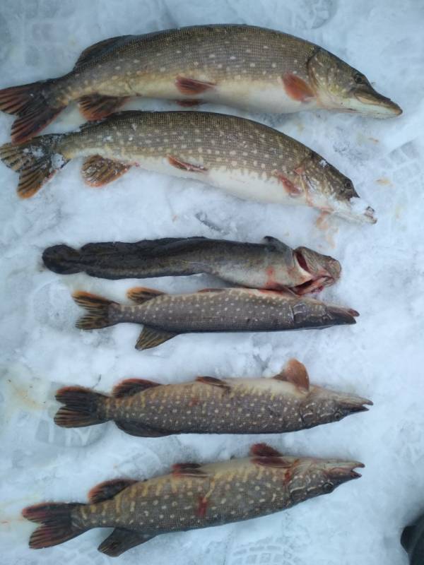 Фотоотчет по рыбе: Щука, Налим. Место рыбалки: Вологодская область