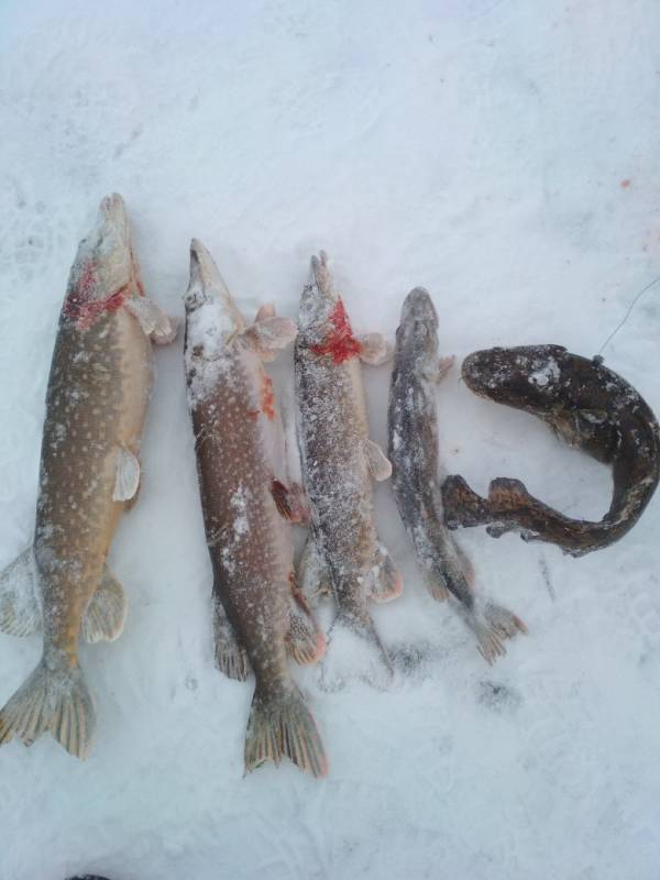 Фотоотчет по рыбе: Щука, Налим. Место рыбалки: Вологодская область