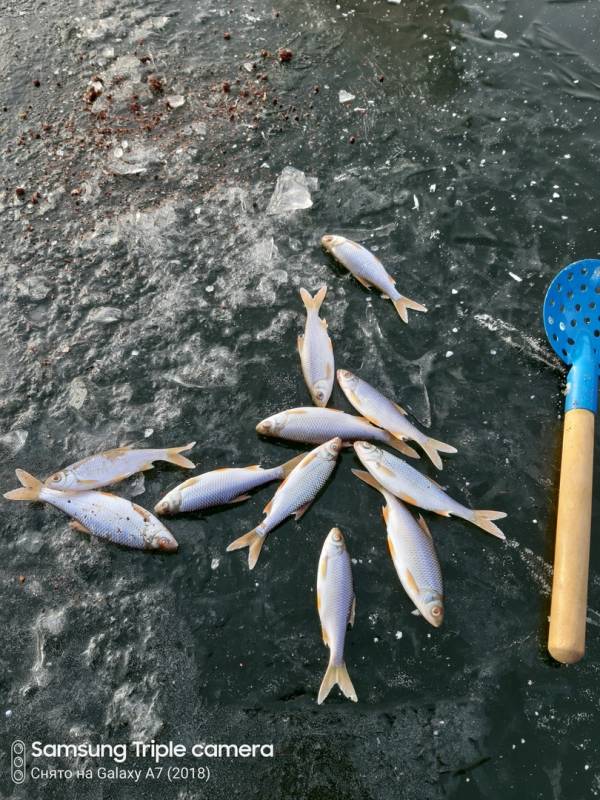 Фотоотчет с рыбалки. Место: Орехово-Зуево