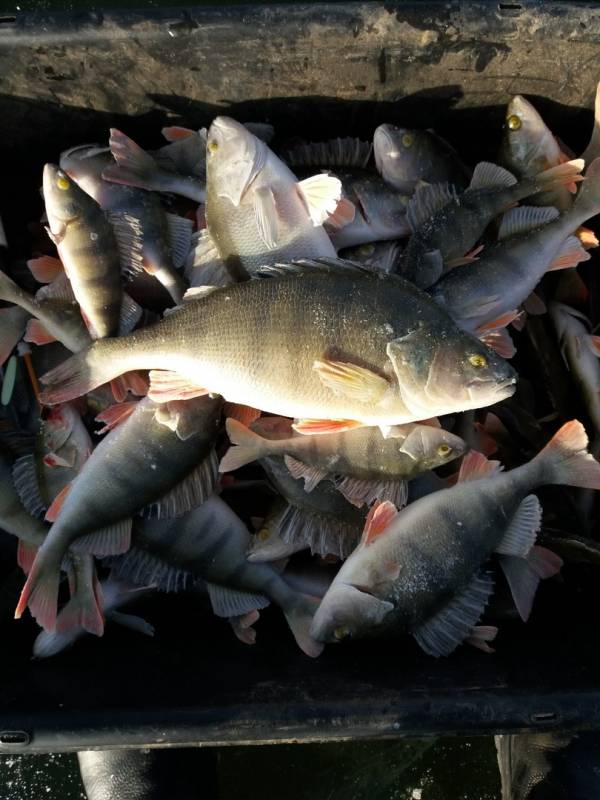 Фотоотчет по рыбе: Окунь. Место рыбалки: Оренбургская область