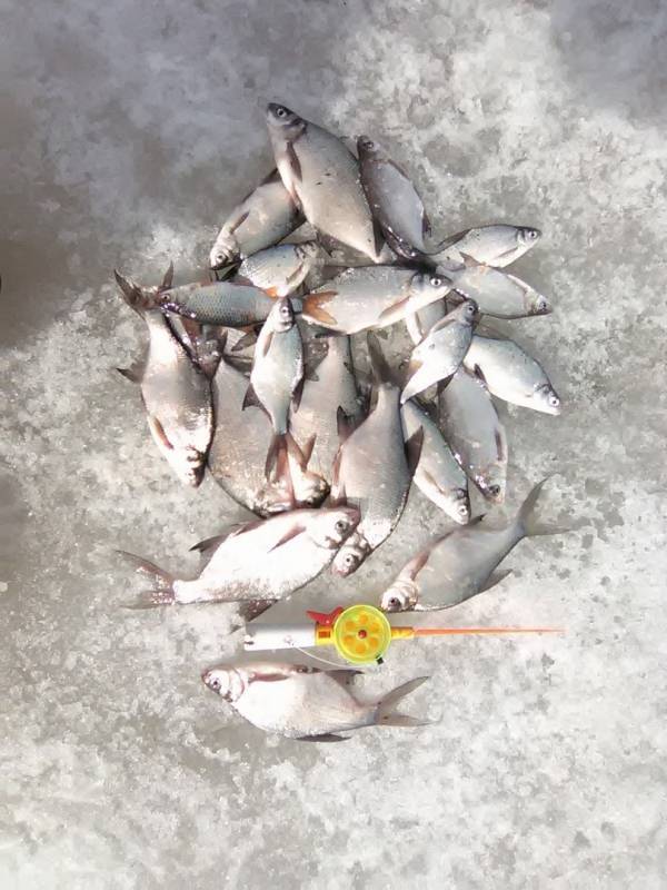 Фотоотчет по рыбе: Лещ. Место рыбалки: Самарская область