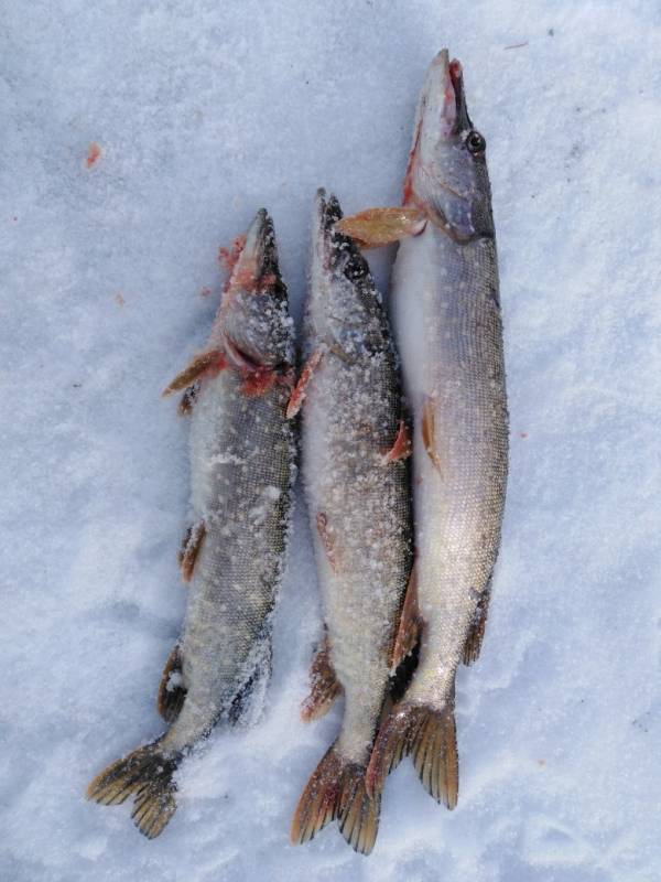 Фотоотчет по рыбе: Щука. Место рыбалки: Ульяновская область