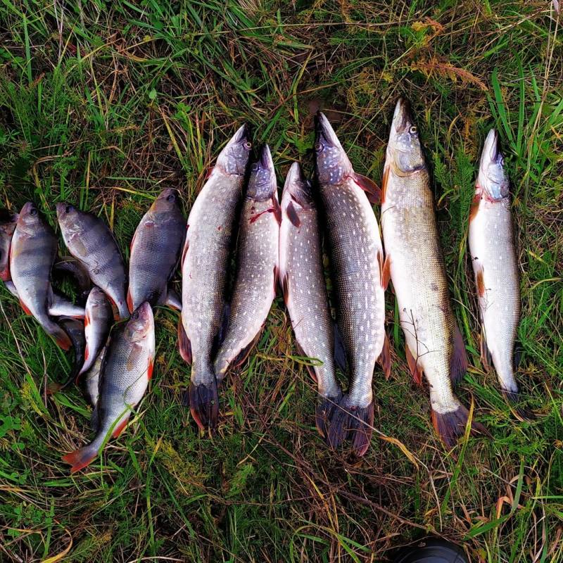 Фотоотчет по рыбе: Щука, Окунь. Место рыбалки: Владимирская область