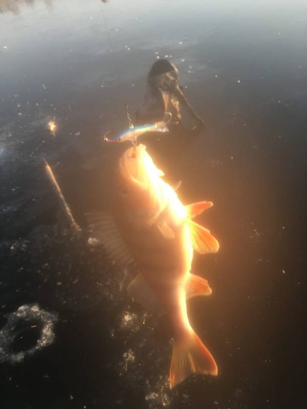 Фотоотчет по рыбе: Окунь. Место рыбалки: Рязанская область