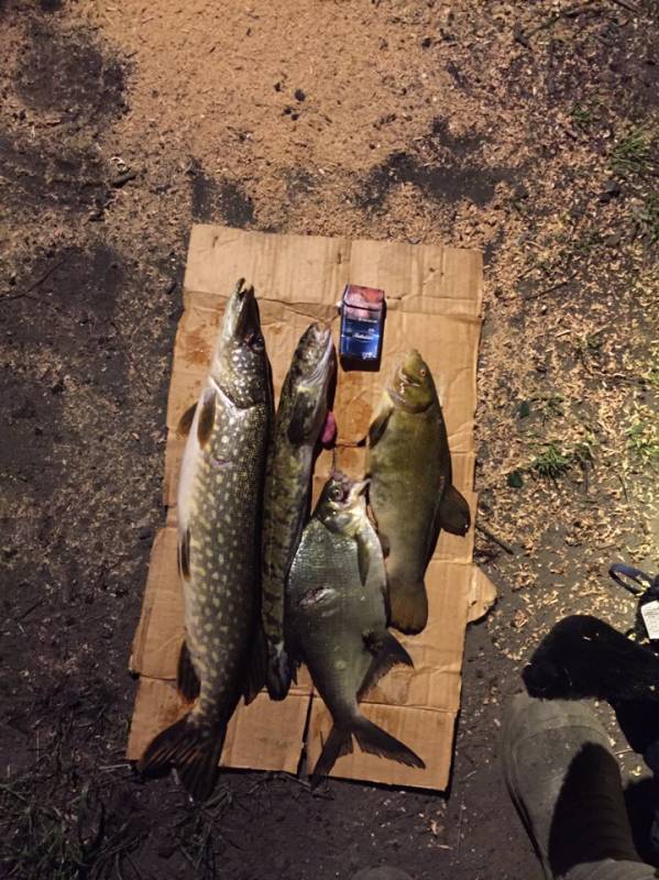 Фотоотчет по рыбе: Щука, Лещ, Налим, Линь. Место рыбалки: Московская область