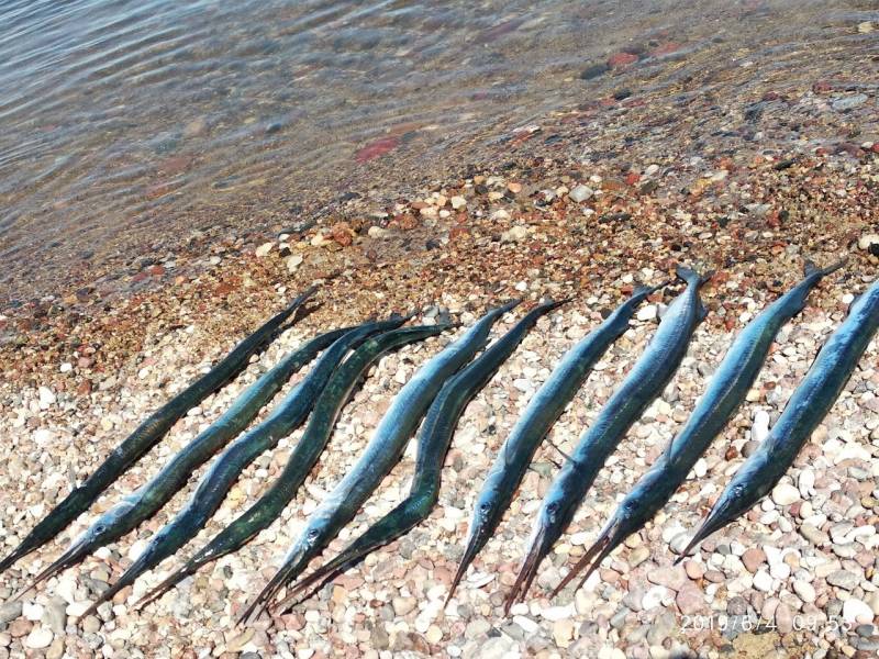 Фотоотчет по рыбе: Сарган. Место рыбалки: Калининградская область