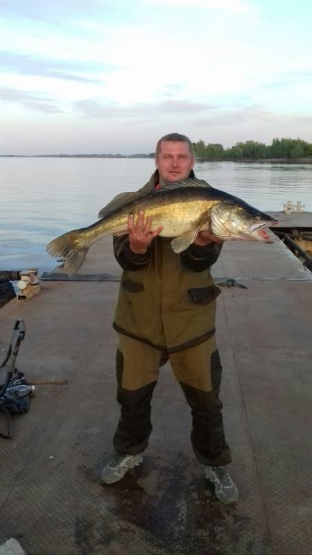 Фотоотчет по рыбе: Судак. Место рыбалки: Тольятти (Самарская обл.)
