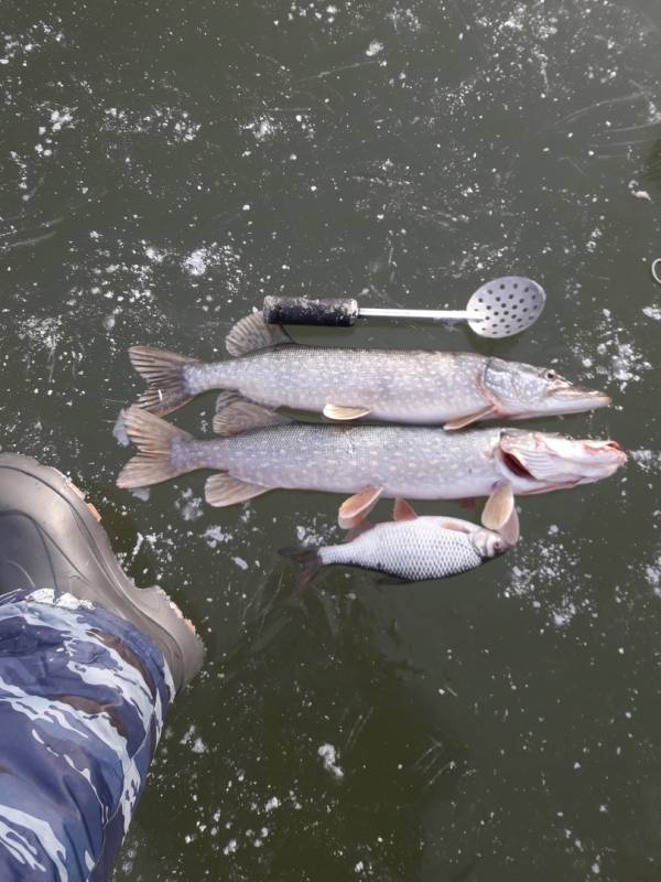 Фотоотчет по рыбе: Щука, Плотва. Место рыбалки: Рязанская область