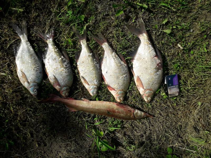 Фотоотчет по рыбе: Лещ. Место рыбалки: озеро Кулачье (Омская обл.)