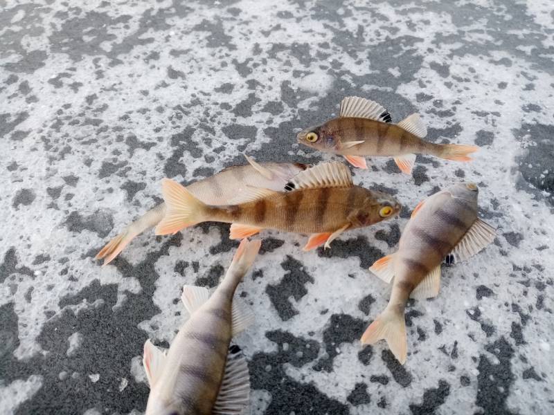 Фотоотчет по рыбе: Окунь. Место рыбалки: Удмуртская Республика
