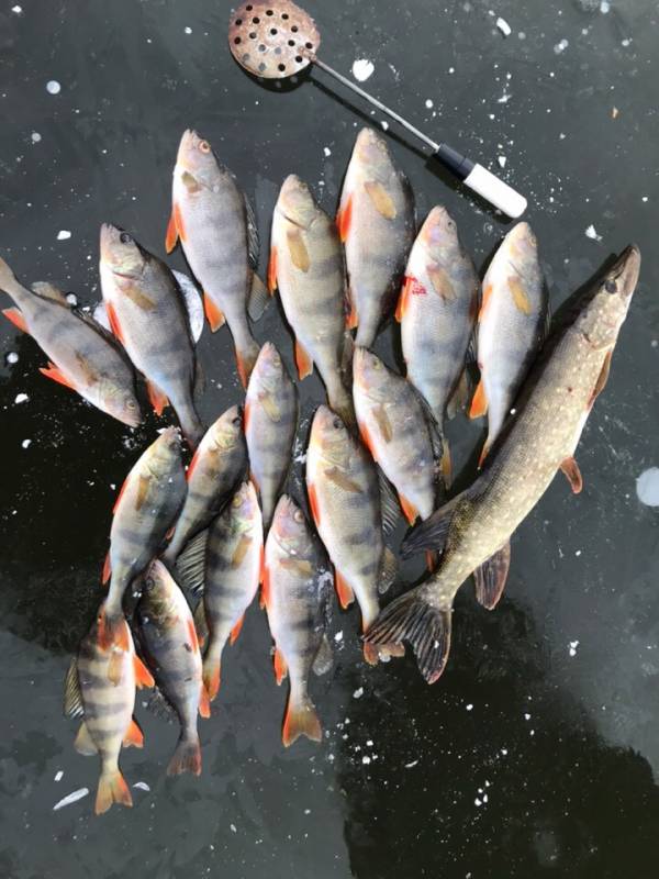 Фотоотчет по рыбе: Щука, Окунь. Место рыбалки: Республика Мордовия