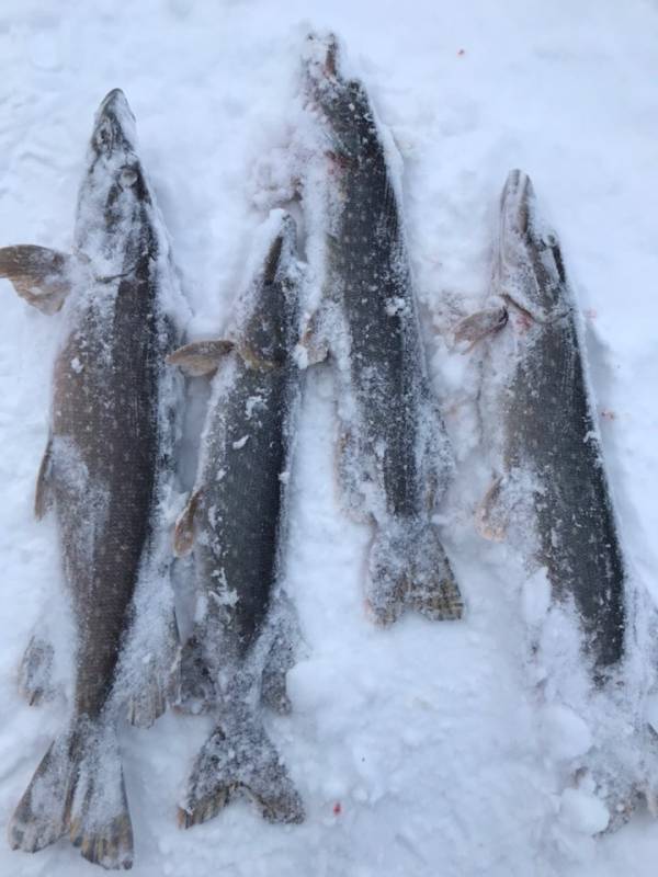 Фотоотчет по рыбе: Щука. Место рыбалки: Республика Мордовия