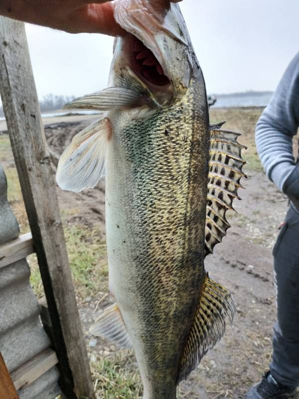 Фотоотчет по рыбе: Судак. Место рыбалки: Краснодарский край