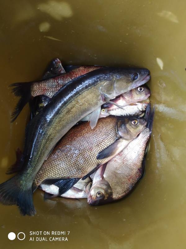 Фотоотчет по рыбе: Ленок, Судак. Место рыбалки: Сысертский городской округ