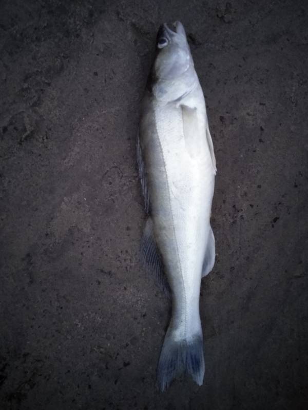 Фотоотчет по рыбе: Судак. Место рыбалки: Новосибирск
