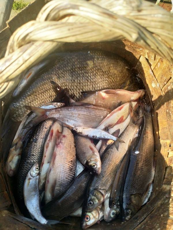 Фотоотчет по рыбе: Елец, Лещ. Место рыбалки: Вологодская область