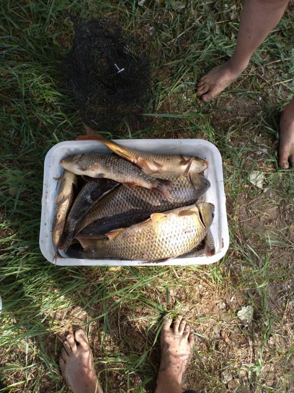 Фотоотчет по рыбе: Сазан. Место рыбалки: Волгоградская область