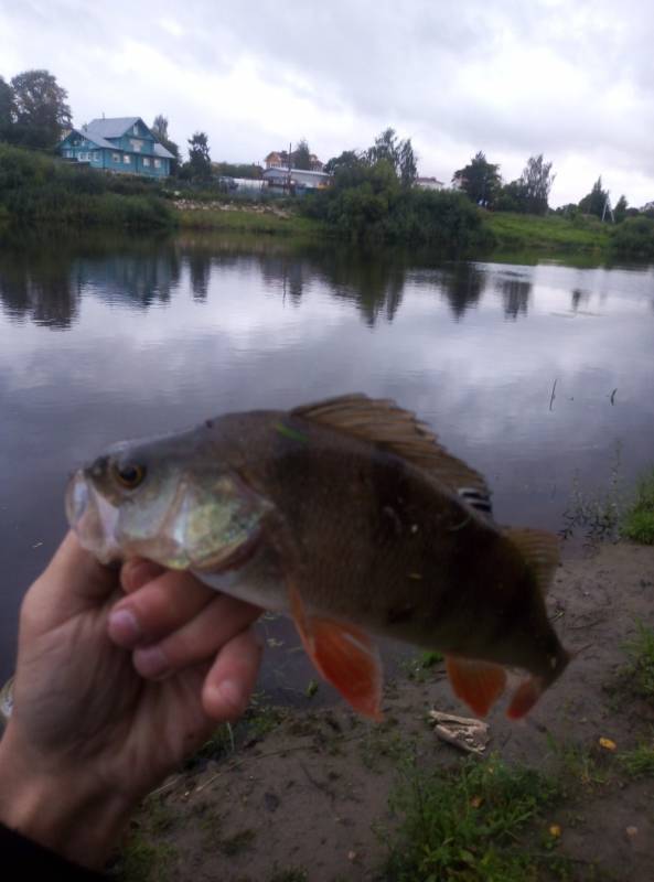 Фотоотчет по рыбе: Окунь. Место рыбалки: Вологодская область