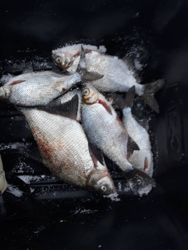 Фотоотчет по рыбе: Густера, Лещ. Место рыбалки: Нижегородская область