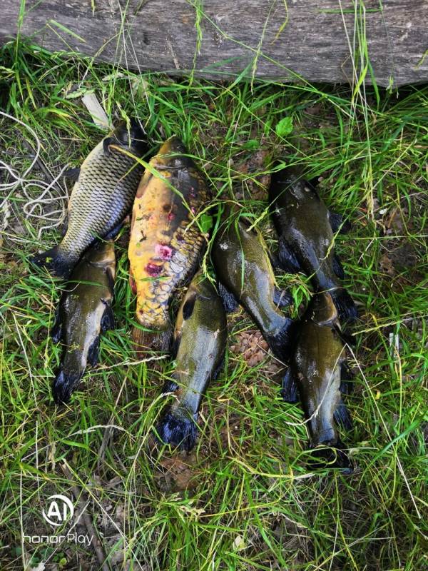 Фотоотчет по рыбе: Карп, Линь. Место рыбалки: Фрязино (Московская обл)