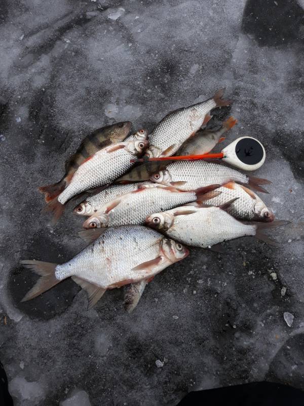 Фотоотчет по рыбе: Густера, Окунь, Плотва. Место рыбалки: Нижегородская область
