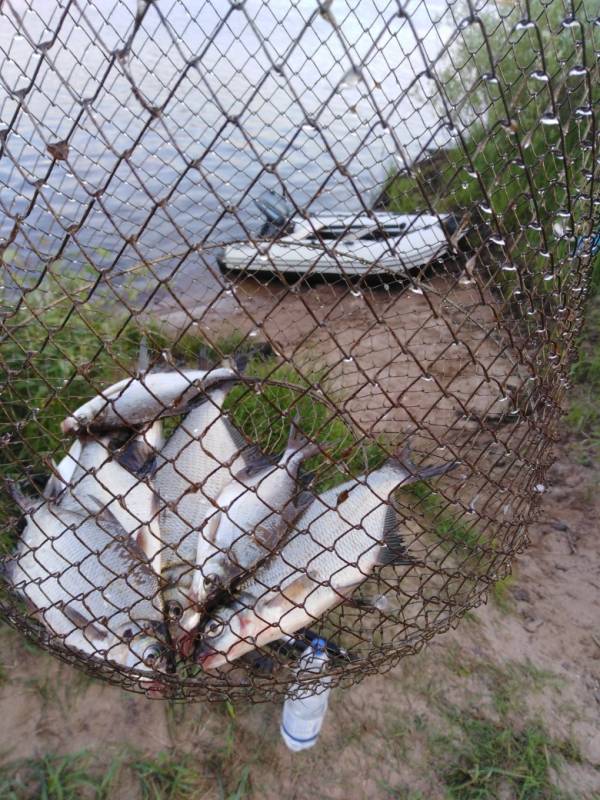 Фотоотчет по рыбе: Лещ. Место рыбалки: Кировская область