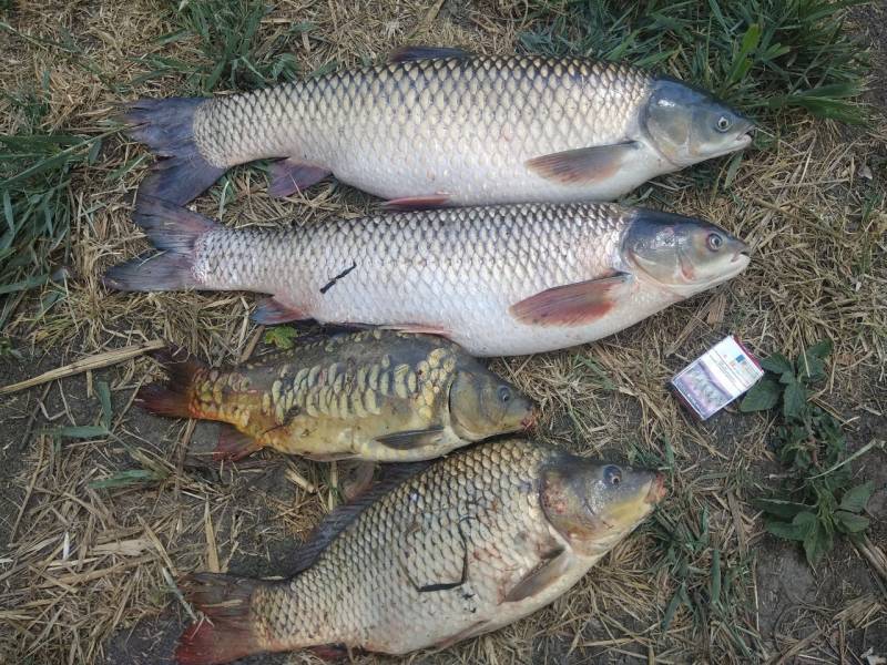 Фотоотчет по рыбе: Амур Белый, Карп. Место рыбалки: Краснодарский край