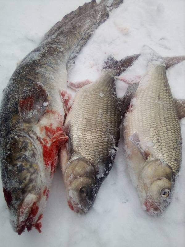 Фотоотчет по рыбе: Язь, Налим. Место рыбалки: Пермь (Пермский край)