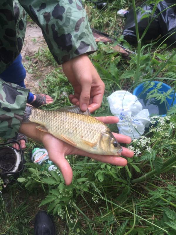 Фотоотчет по рыбе: Карась. Место рыбалки: Десногорское водохранилище