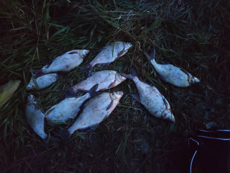 Фотоотчет по рыбе: Лещ. Место рыбалки: Новгородская область