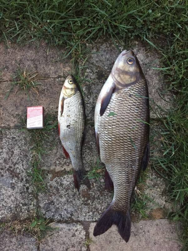 Фотоотчет по рыбе: Язь. Место рыбалки: Вазузское водохранилище