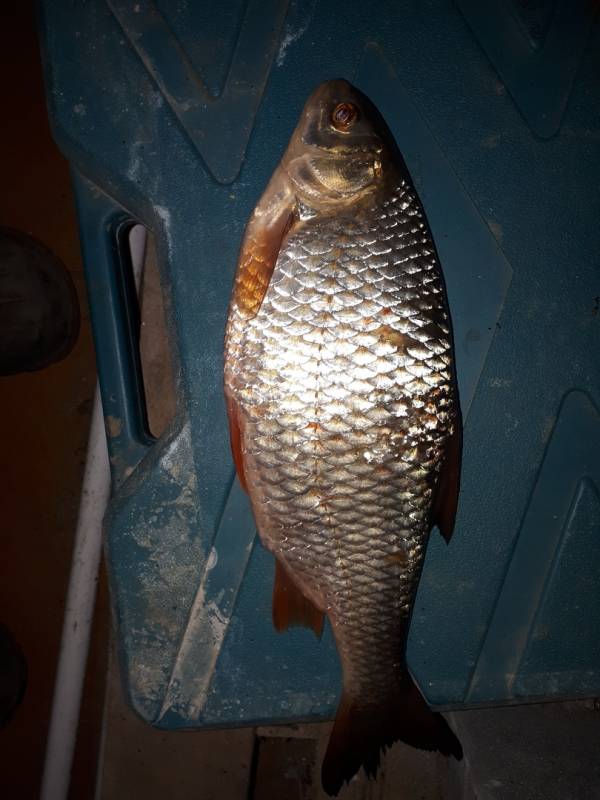 Фотоотчет по рыбе: Плотва. Место рыбалки: Артинский городской округ