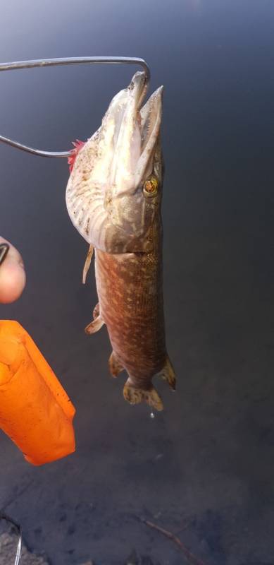Фотоотчет по рыбе: Щука. Место рыбалки: Курганская область