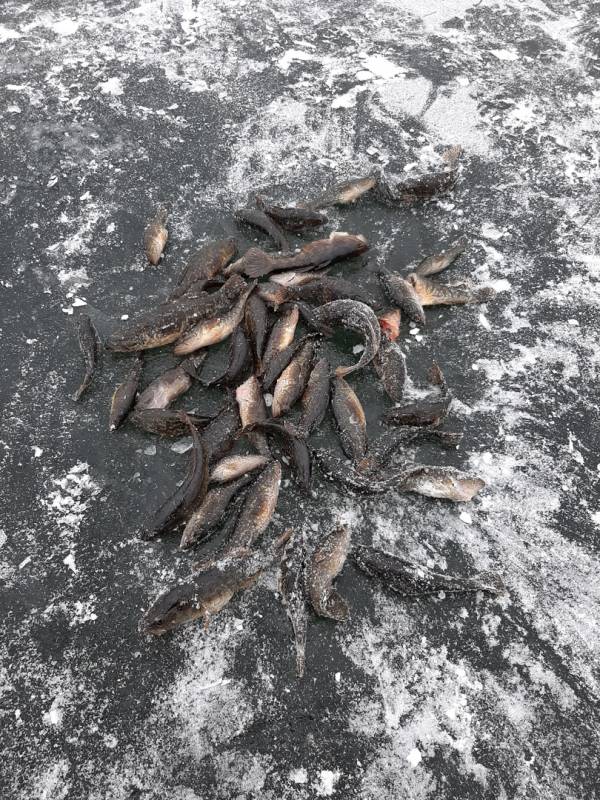 Фотоотчет по рыбе: Ротан. Место рыбалки: Курганская область