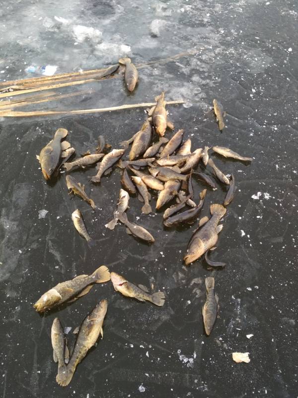 Фотоотчет с рыбалки. Место: Курганская область