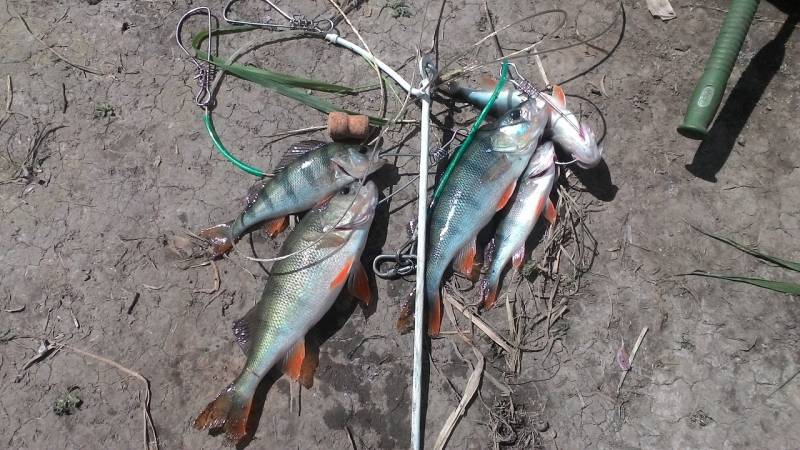 Фотоотчет с рыбалки. Место: Тульская область