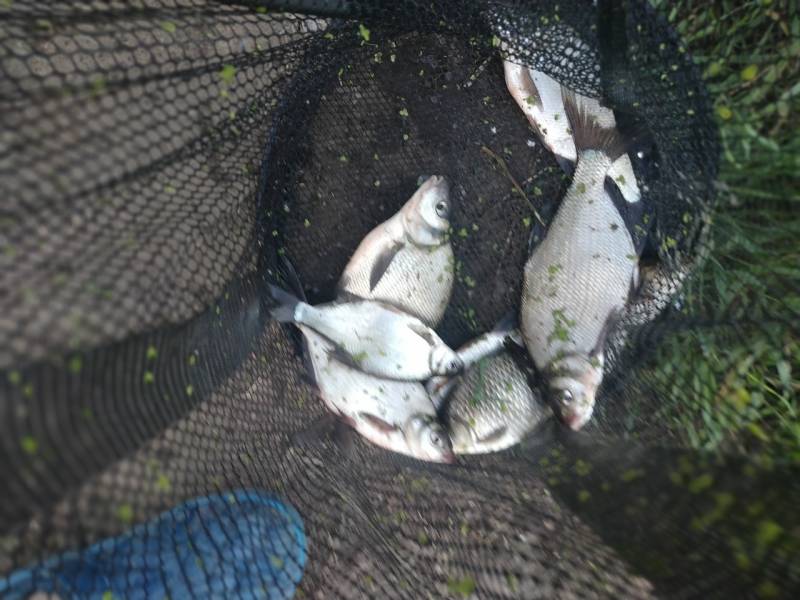 Фотоотчет по рыбе: Карась, Лещ. Место рыбалки: Тульская область