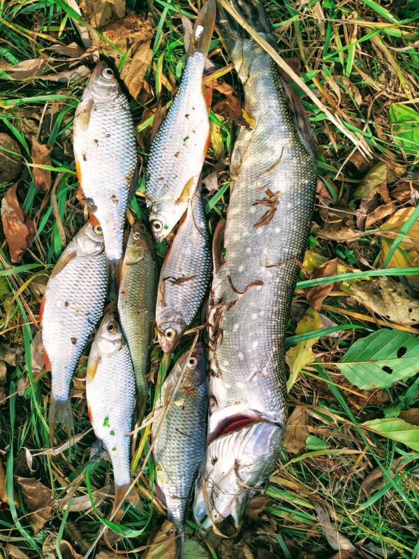 Фотоотчет по рыбе: Щука, Плотва. Место рыбалки: Тульская область
