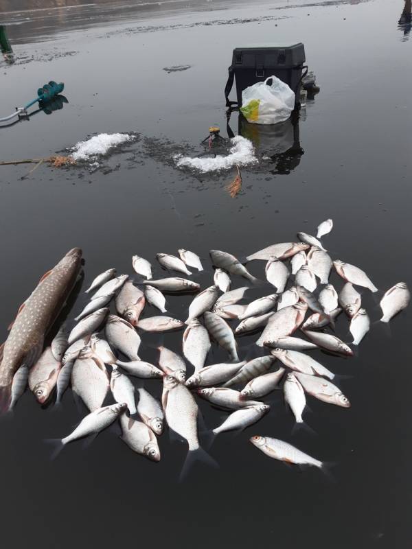 Фотоотчет по рыбе: Лещ, Окунь, Плотва. Место рыбалки: Россия