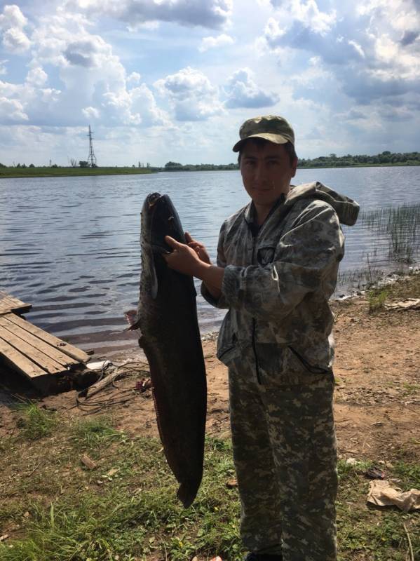 Фотоотчет по рыбе: Сом. Место рыбалки: озеро Ильмень (Новгородская обл.)