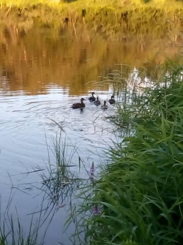 Фотоотчет с рыбалки. Место: Боровичи (Новгородская обл.)