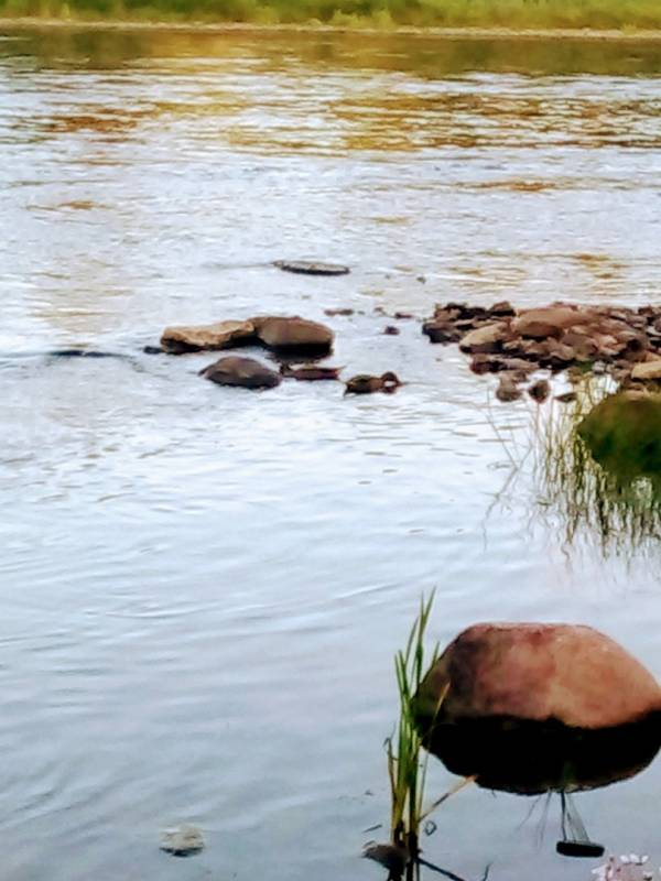 Фотоотчет с рыбалки. Место: Боровичи (Новгородская обл.)