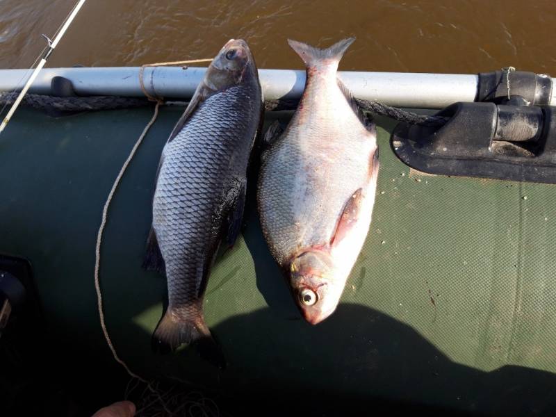 Фотоотчет по рыбе: Язь, Лещ. Место рыбалки: Новгородская область