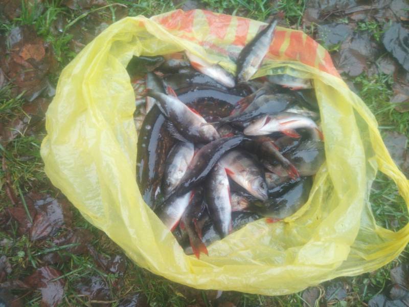 Фотоотчет по рыбе: Окунь. Место рыбалки: Новгородская область