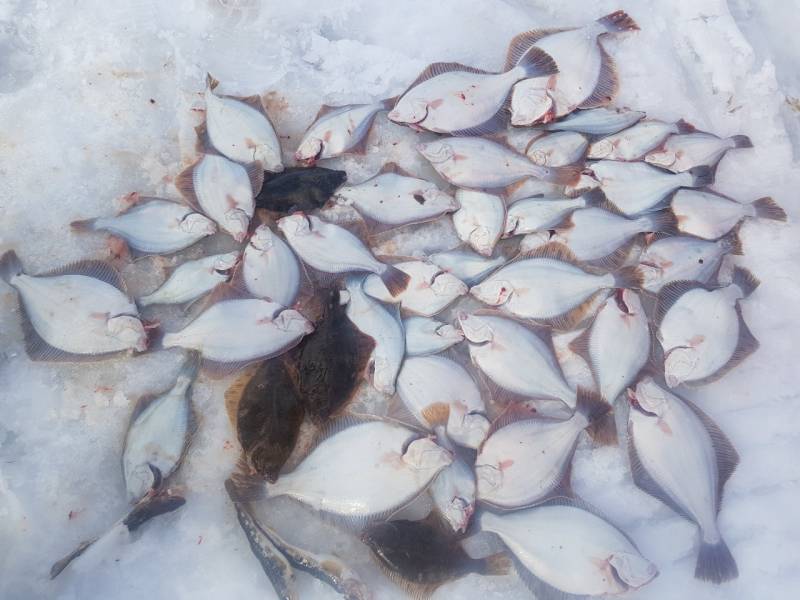 Фотоотчет по рыбе: Камбала. Место рыбалки: Архангельская область