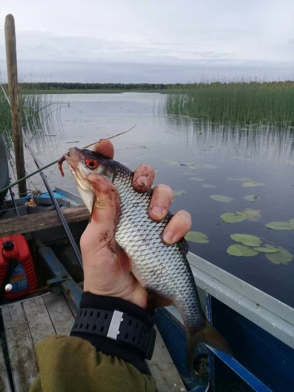 Фотоотчет с рыбалки. Место: Лача озеро