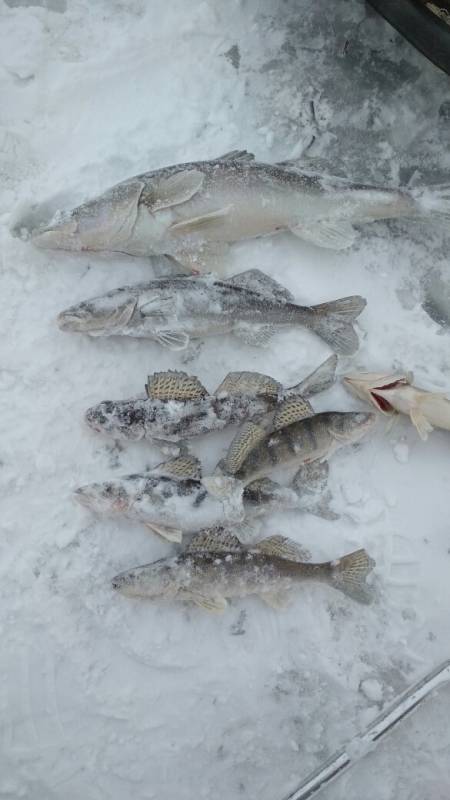 Фотоотчет по рыбе: Берш, Судак. Место рыбалки: Казань (Татарстан)