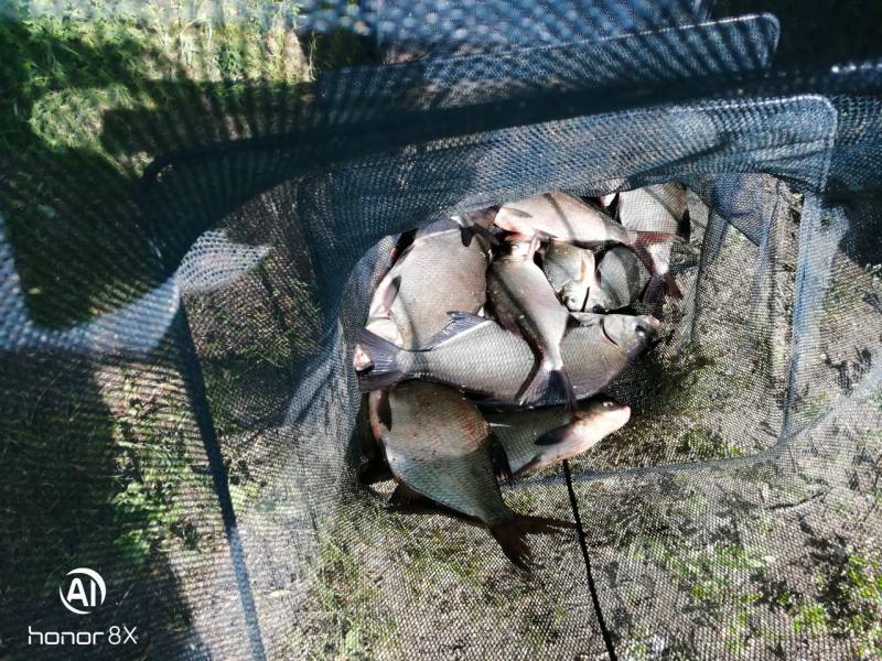 Фотоотчет по рыбе: Лещ. Место рыбалки: городской округ Коломна
